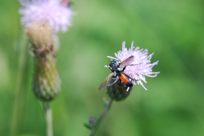 moschina da identificare